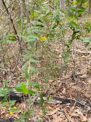 Podolobium aciculiferum