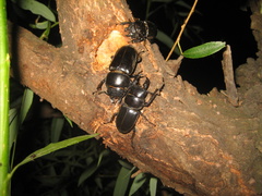 Serrognathus titanus platymelus