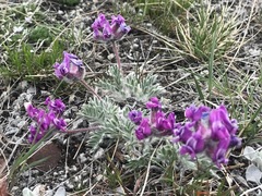Oxytropis besseyi