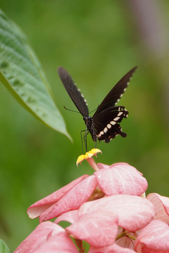 Common Mormon Swallowtail