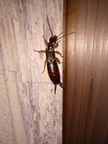 European Earwig