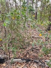 Podolobium aciculiferum