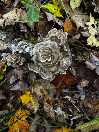 turkey-tail