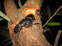 Serrognathus titanus platymelus