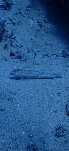 Parapercis clathrata observed 2026-10-06
