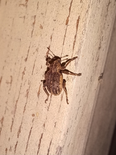 Clover Leaf Weevil