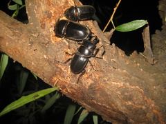 Serrognathus titanus platymelus