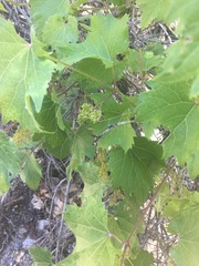Vitis arizonica