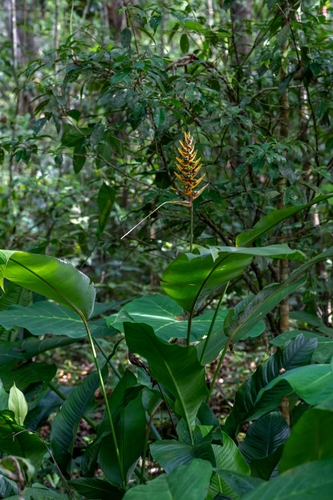 Heliconia librata (Heliconia librata)