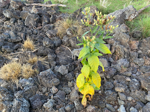 Nicotiana tabacum observed 2026-10-05