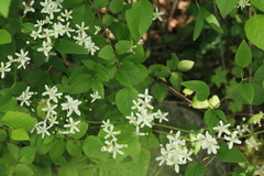 Clematis terniflora mandshurica
