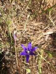 Brodiaea terrestris terrestris