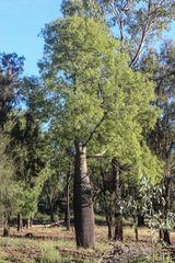 Brachychiton rupestris