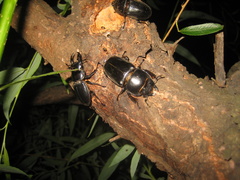 Serrognathus titanus platymelus
