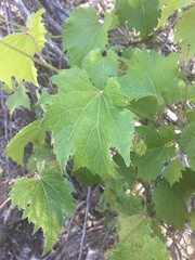 Vitis arizonica