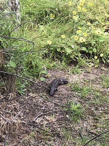 Shingleback