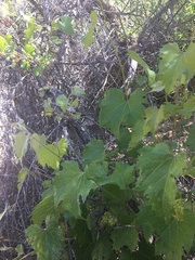 Vitis arizonica
