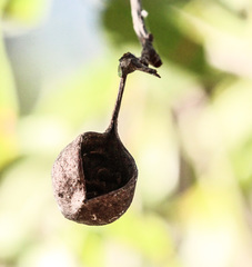 Brachychiton rupestris