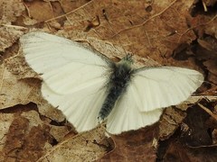 Pieris virginiensis