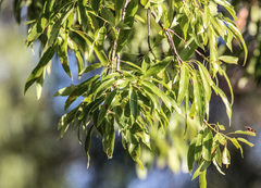 Brachychiton rupestris