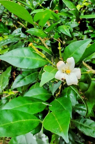 Orange Jasmine