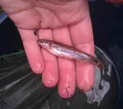 Chrosomus cumberlandensis