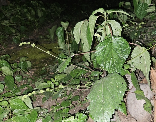 Laportea interrupta observed 2026-10-05