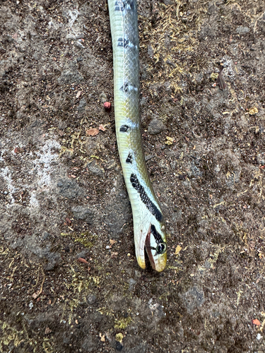 Coelognathus flavolineatus observed 2026-10-06
