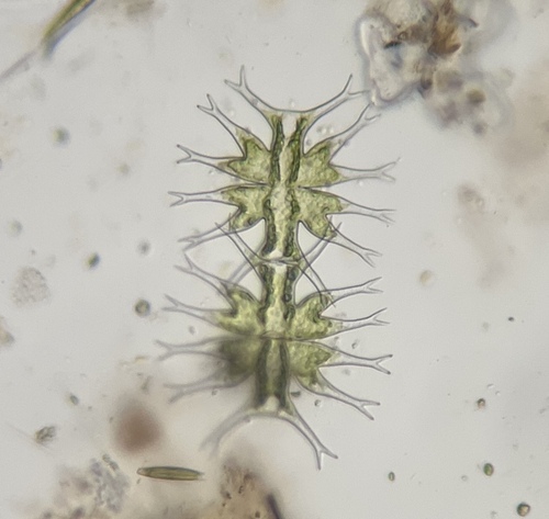 Micrasterias furcata, 2026-10-05