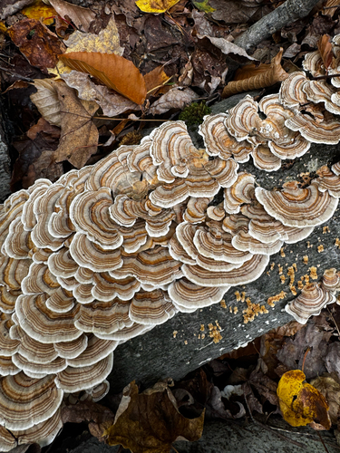 turkey-tail