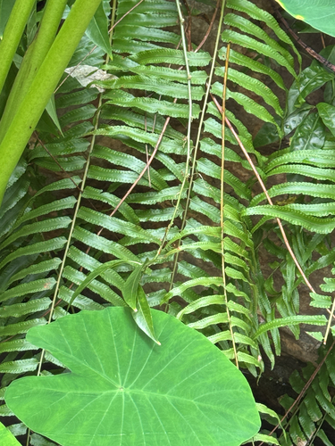 Nephrolepis biserrata observed 2026-10-06