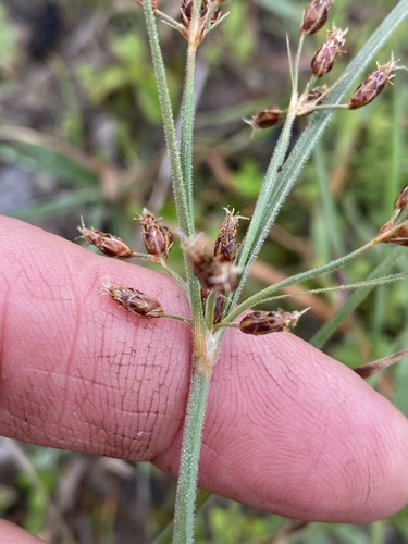 Fimbristylis dichotoma observed 2026-10-06