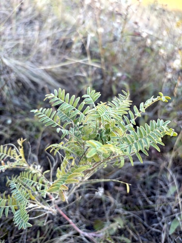 Oxytropis pilosa, 2026-10-05