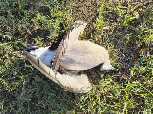 Puffinus newelli observed 2026-10-03