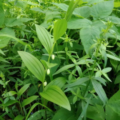 Polygonatum humile