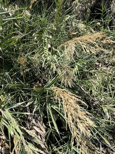 Arundo formosana, 2026-10-04