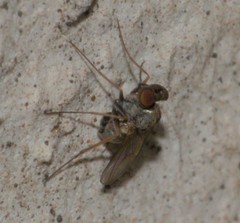 Diptera
