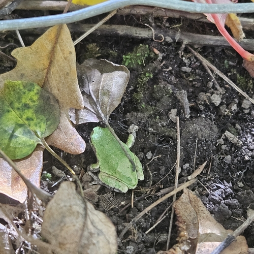 Gray Treefrog