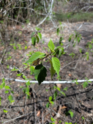 Varronia tomentosa observed 2026-09-19