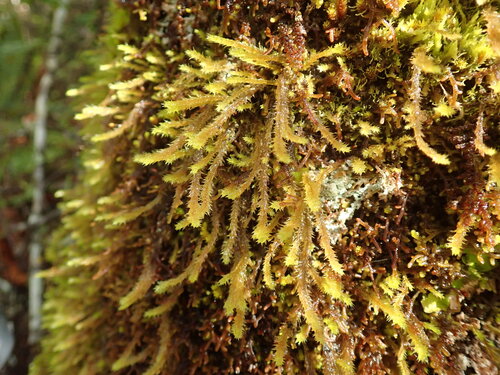 Glyphothecium sciuroides observed 2026-09-27