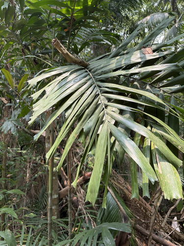 Ptychosperma propinquum observed 2026-10-06