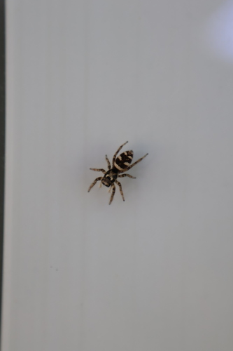 Zebra Jumping Spider