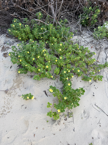 Pedalium murex observed 2026-09-30