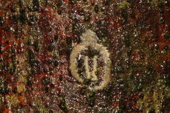 Garudinia bimaculata