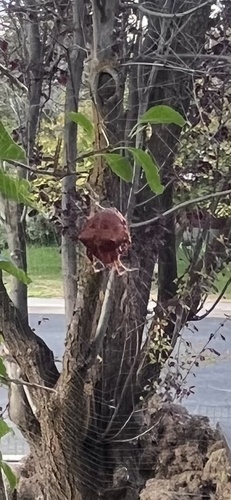 Gem-shaped Orbweaver