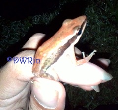 Indosylvirana nicobariensis