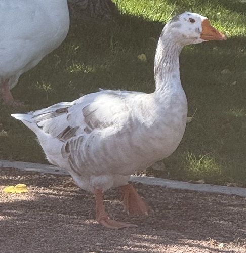 Domestic Greylag × Domestic Swan Goose