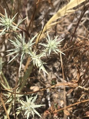 Eryngium armatum
