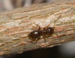 Formicidae