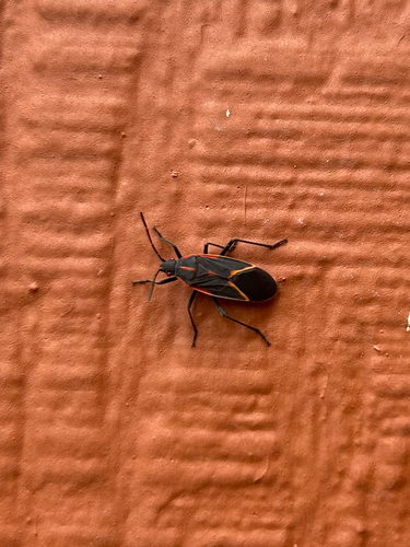 Eastern Boxelder Bug